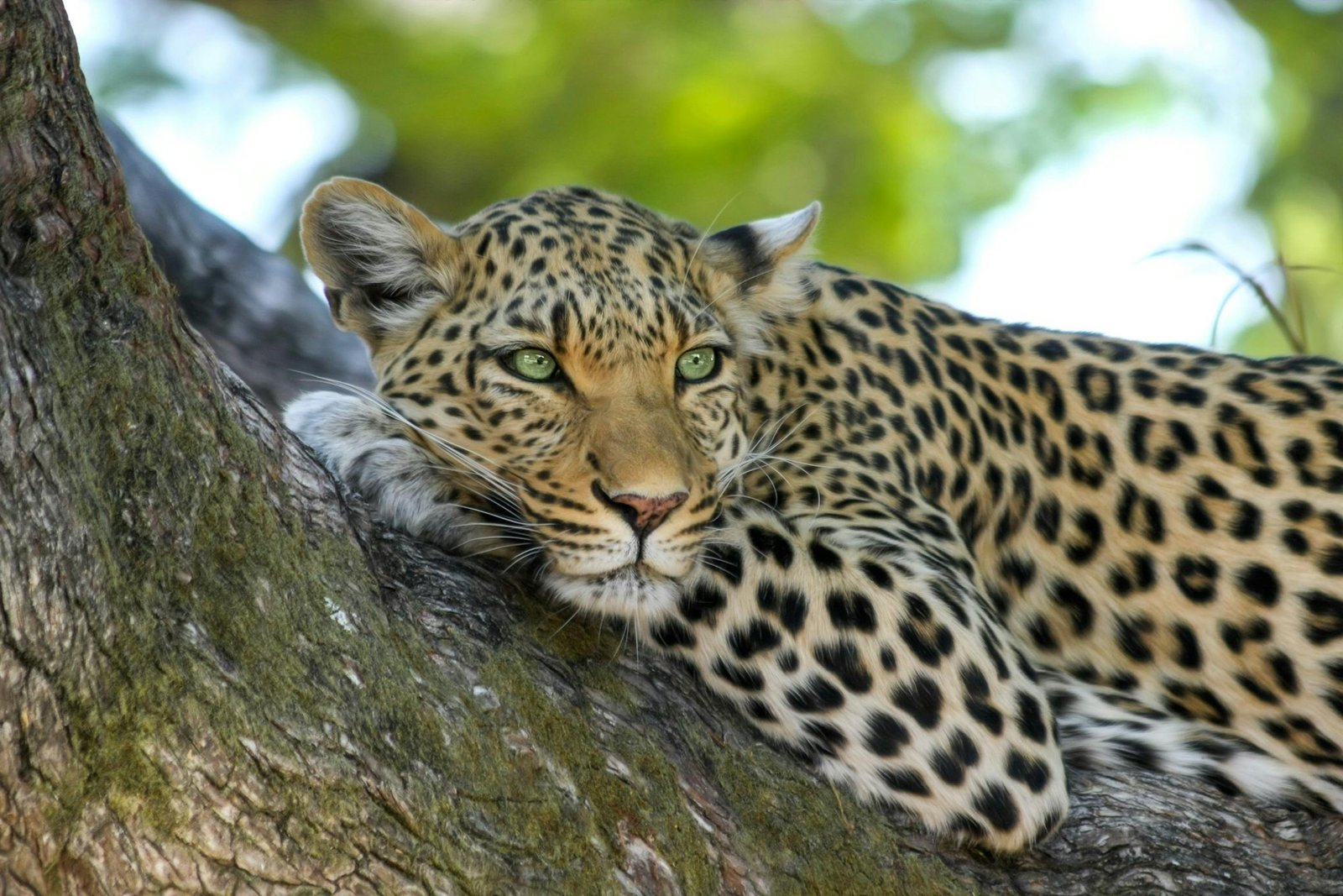 Tsavo East & West - "Luxury" Safari