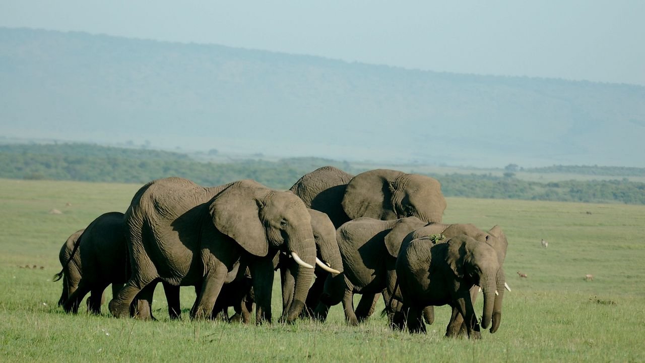 Maasai Mara Classic Safari " Mid-Range"