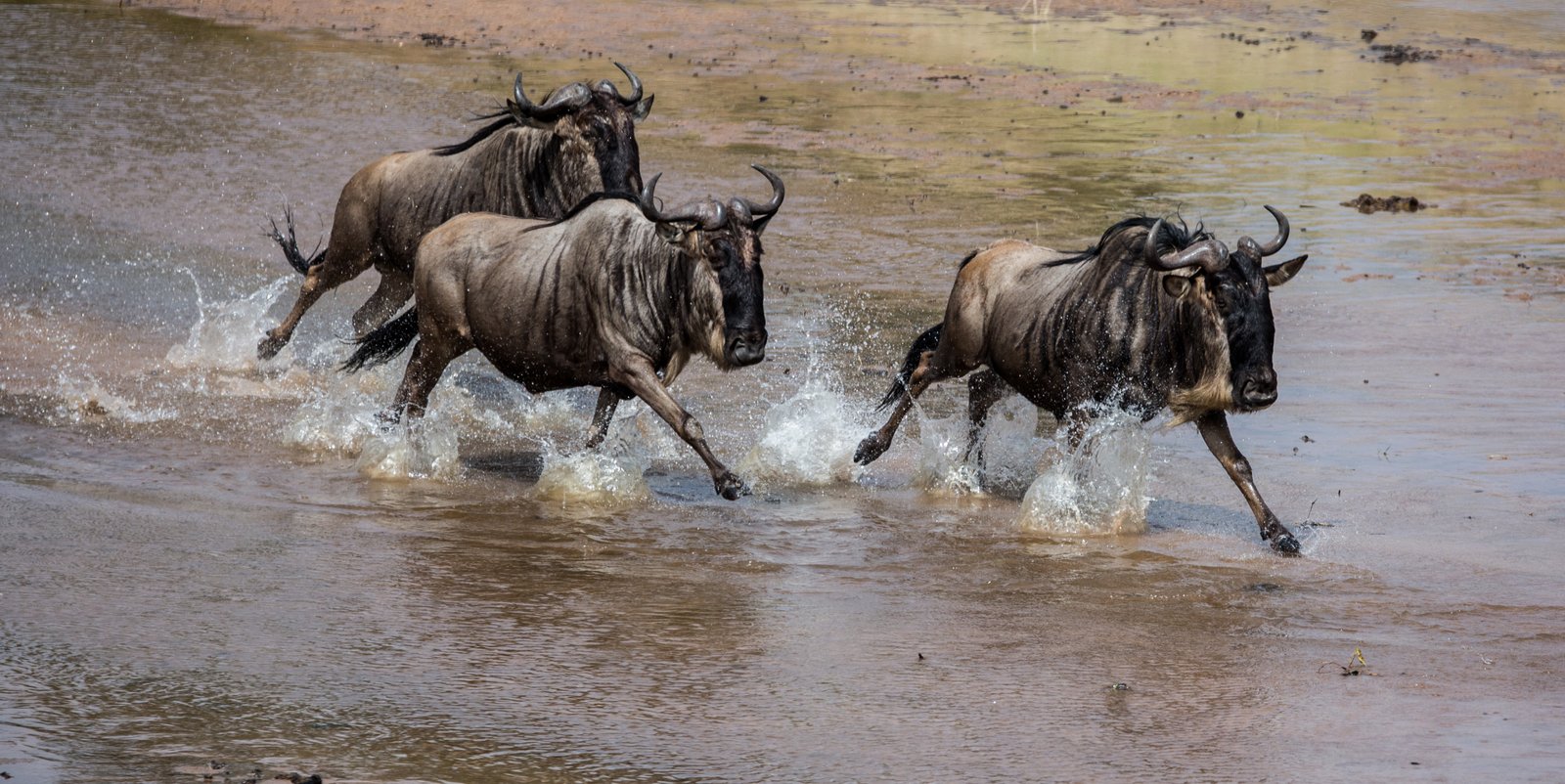 Maasai Mara Classic Safari " Luxury"