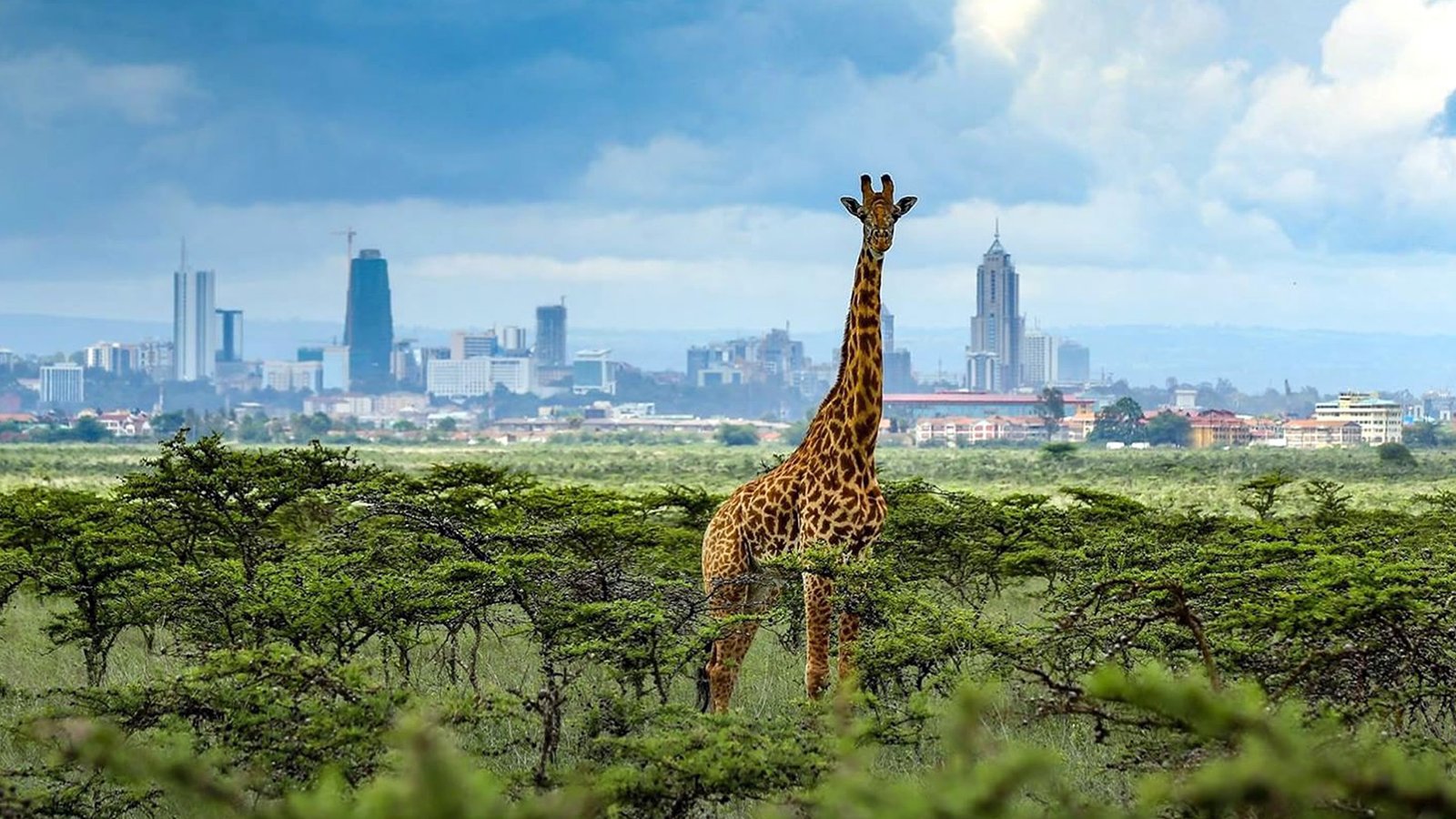 Nairobi “The World's Wildlife Capital! ”