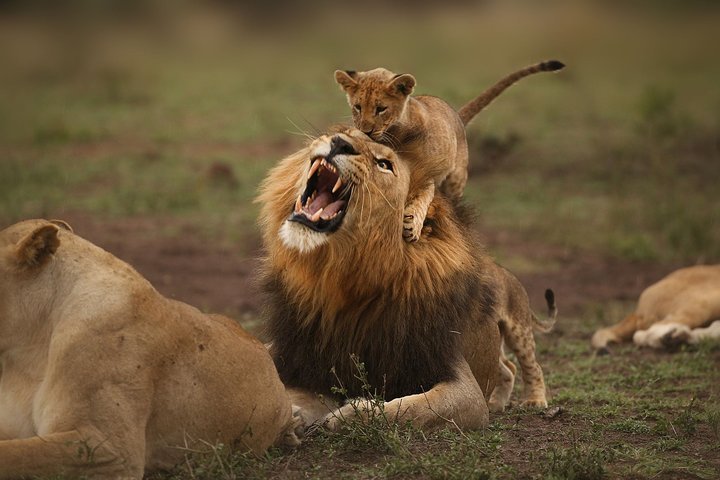 Maasai Mara-Lake Nakuru -Amboseli Safari