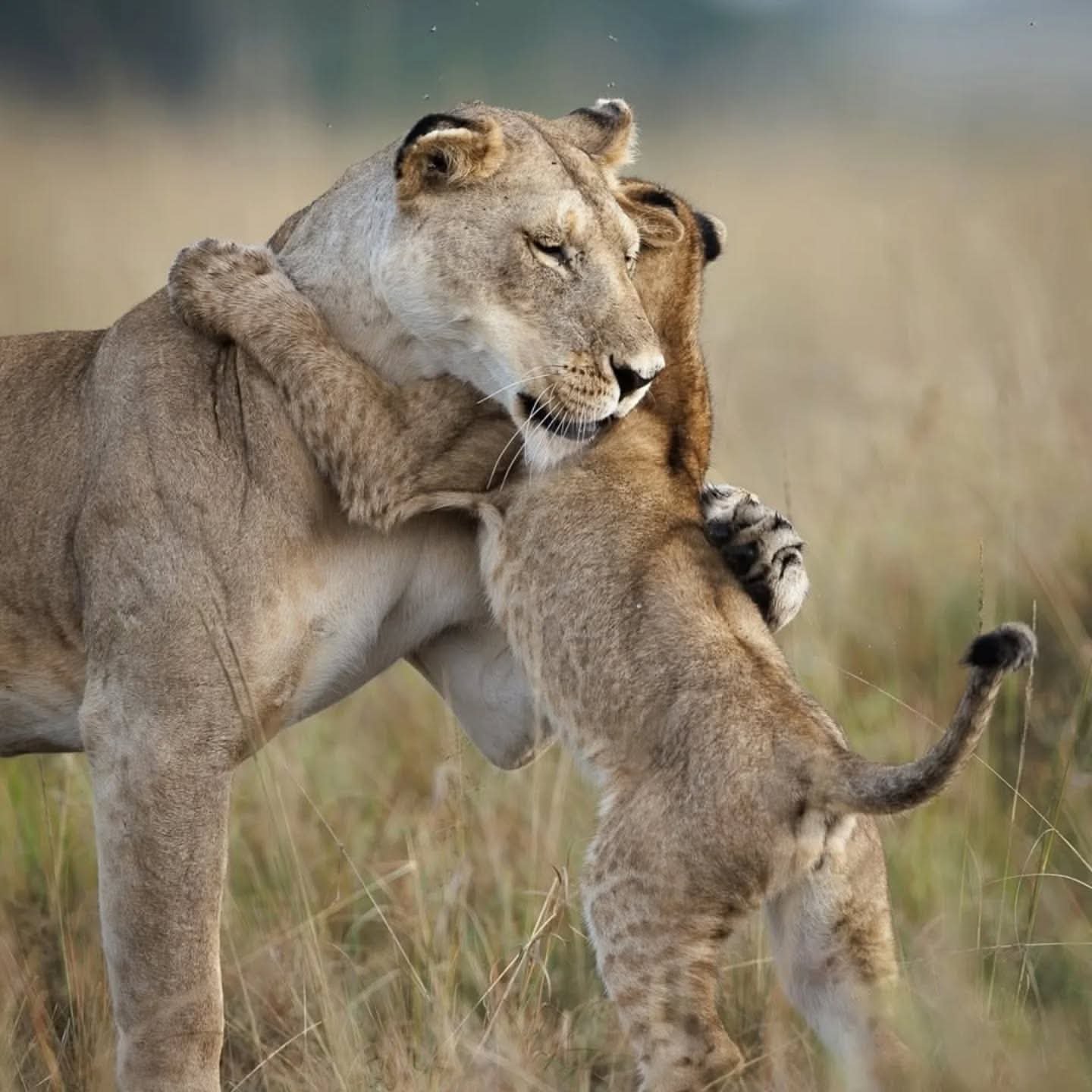 Maasai Mara Classic Safari "Budget"